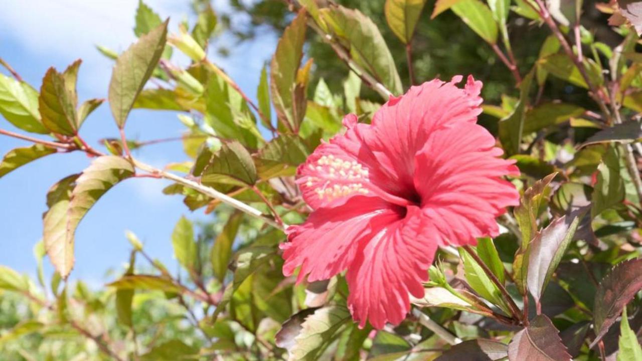 Toyoko Inn Okinawa Ishigaki-Jima Ishigaki  Ngoại thất bức ảnh